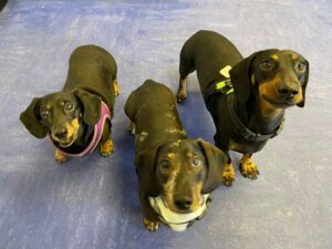 Emma Kennedy Cox's rescue dachshunds