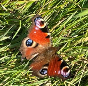 Red Admiral Butterfly